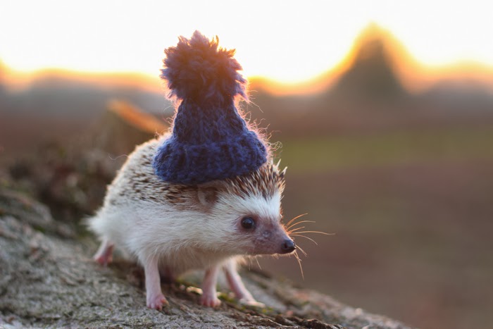 Picture of a cute hedgehog in a hat
